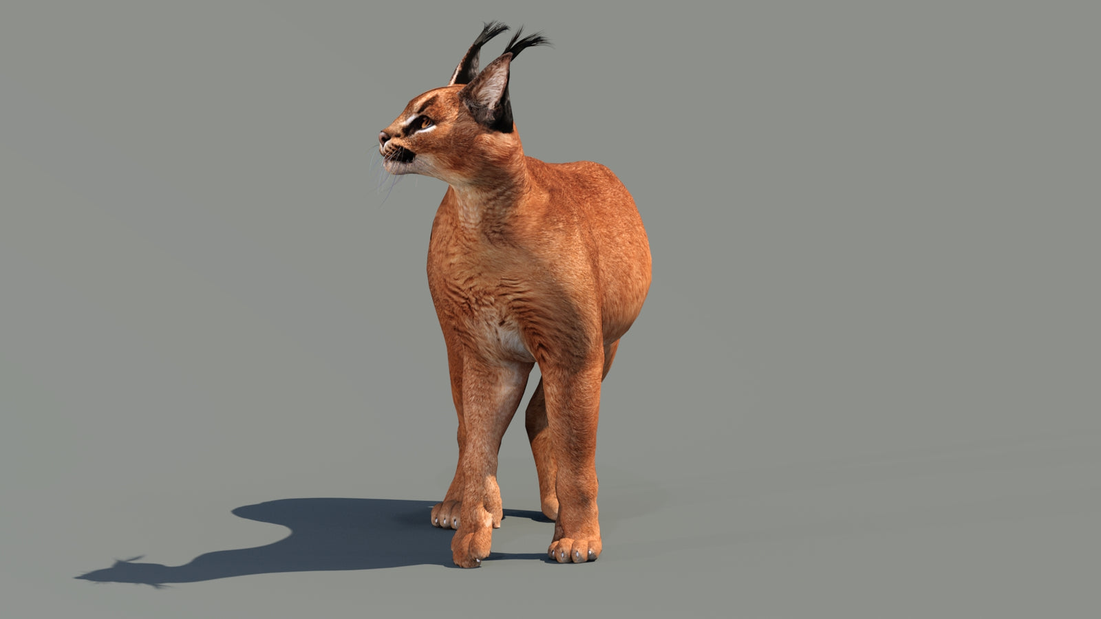Caracal 3D Model Rigged 360° view 3 frame 24