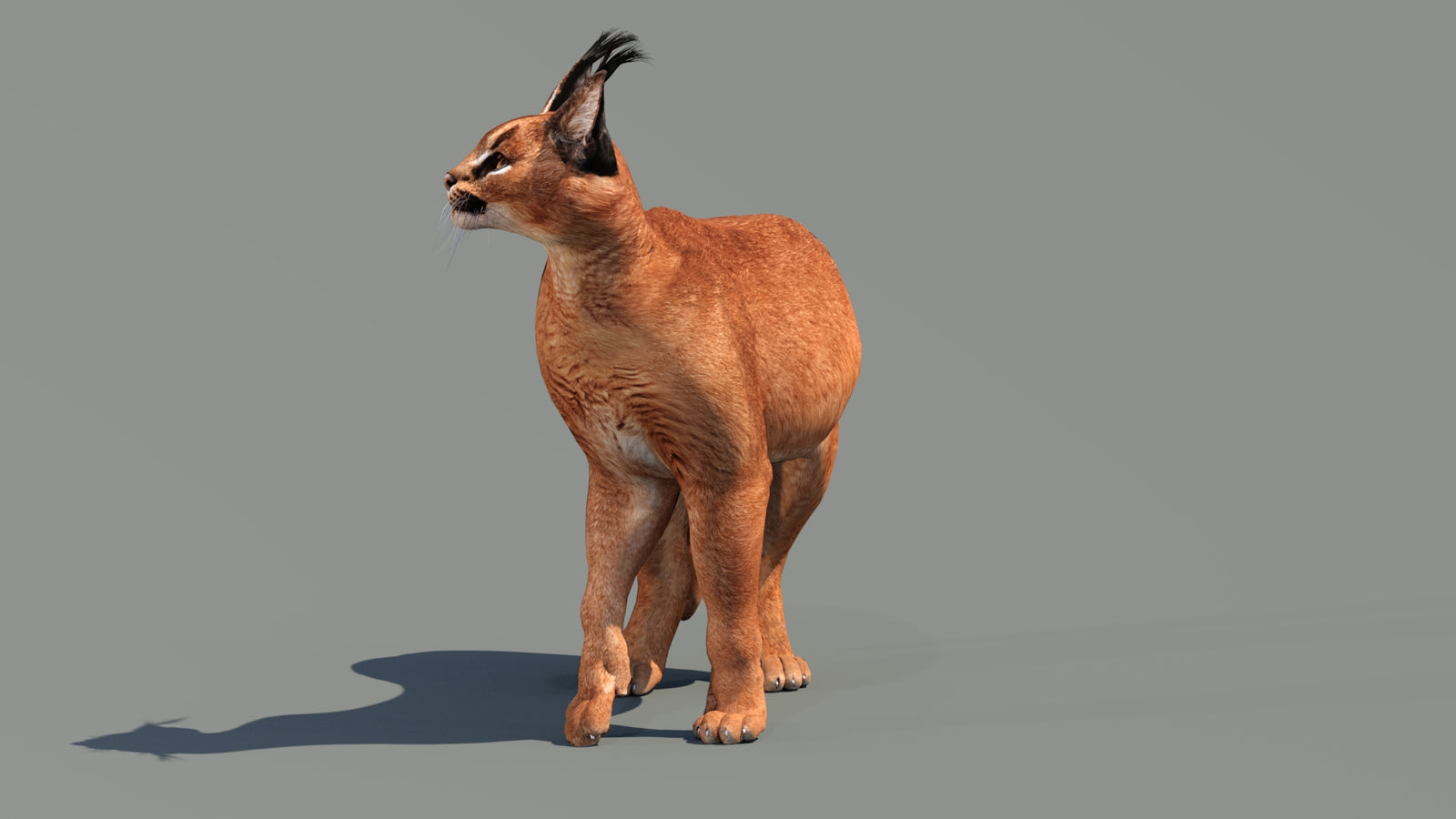 Caracal 3D Model Rigged 360° view 3 frame 25