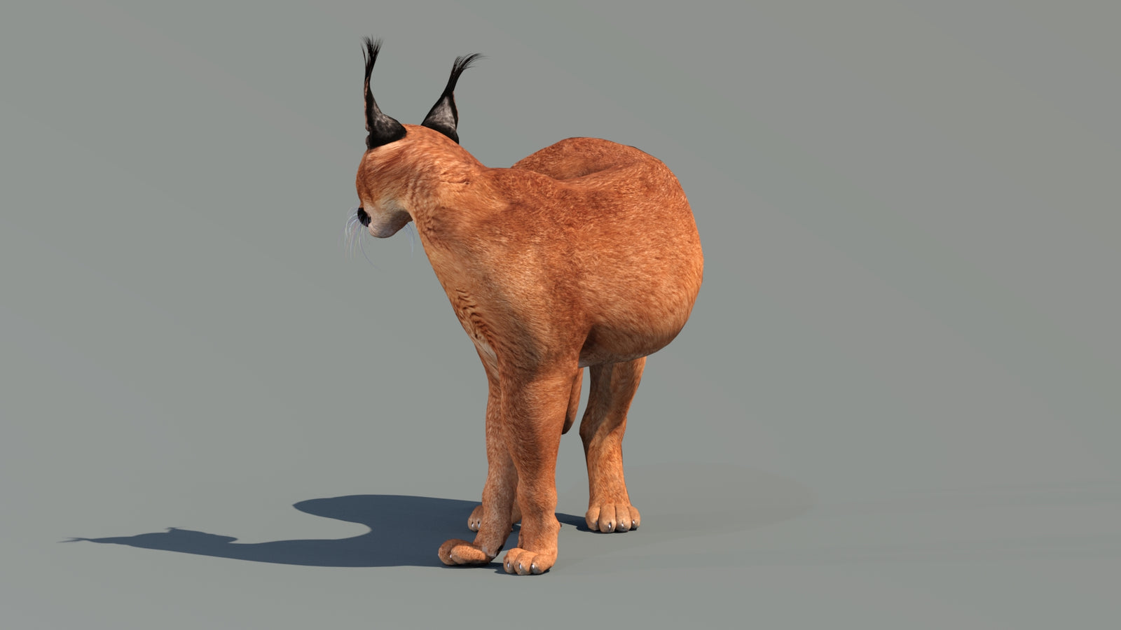 Caracal 3D Model Rigged 360° view 2 frame 26