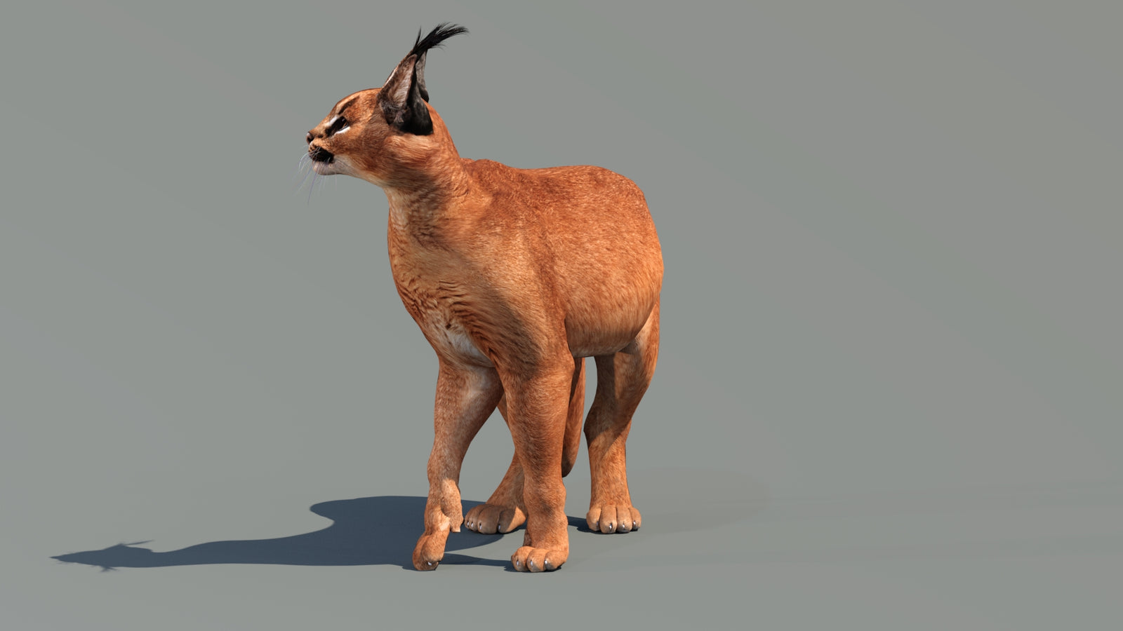 Caracal 3D Model Rigged 360° view 3 frame 26