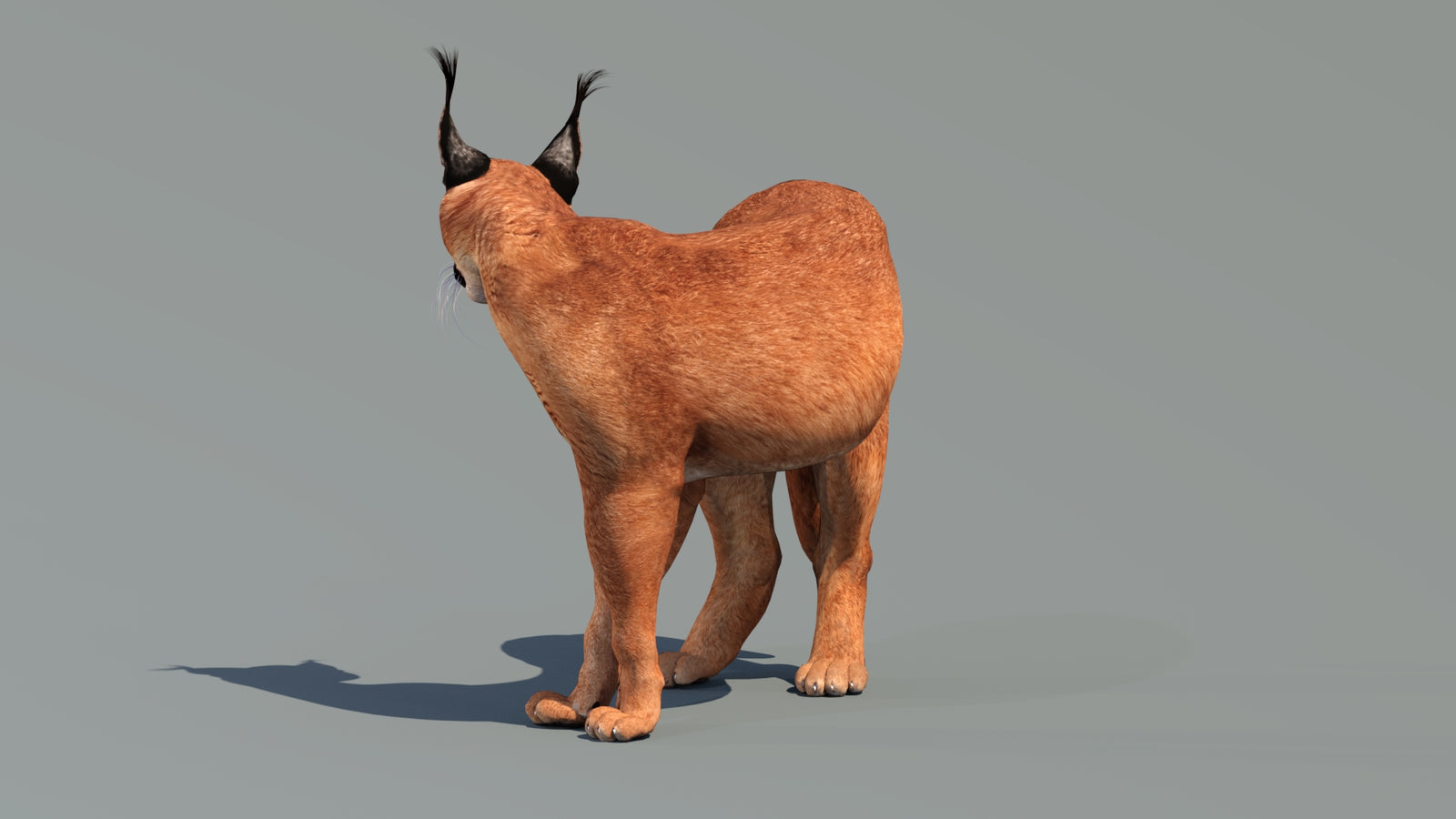 Caracal 3D Model Rigged 360° view 2 frame 28