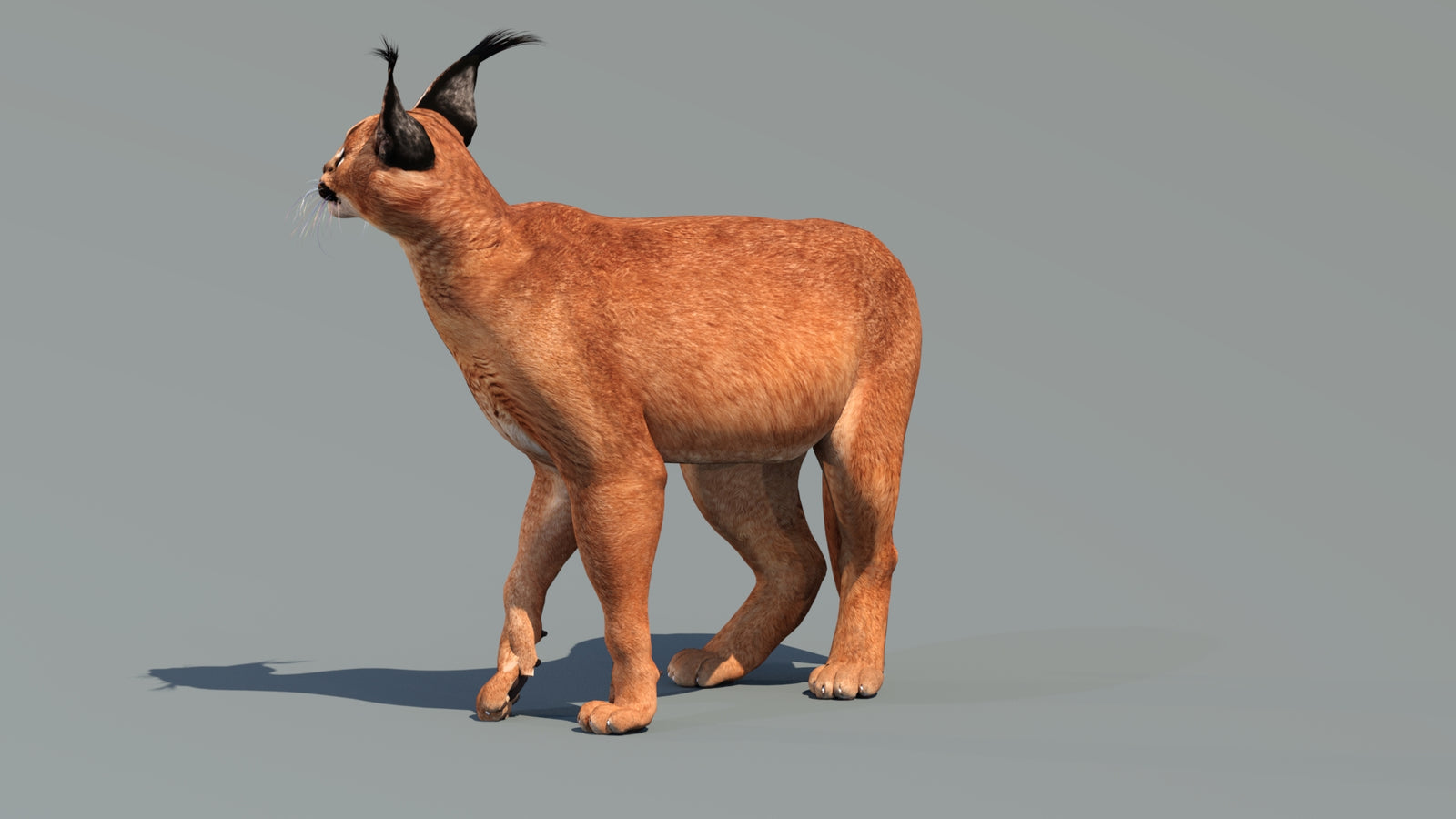 Caracal 3D Model Rigged 360° view 3 frame 29