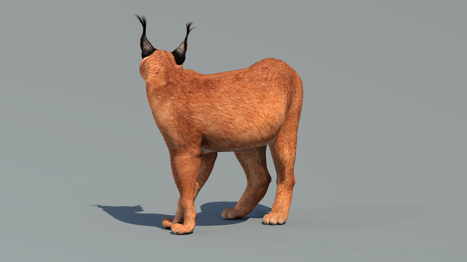 Caracal 3D Model Rigged 360° view 2 frame 30