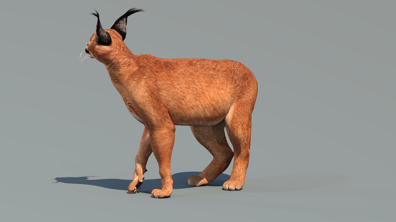 Caracal 3D Model Rigged 360° view 3 frame 30