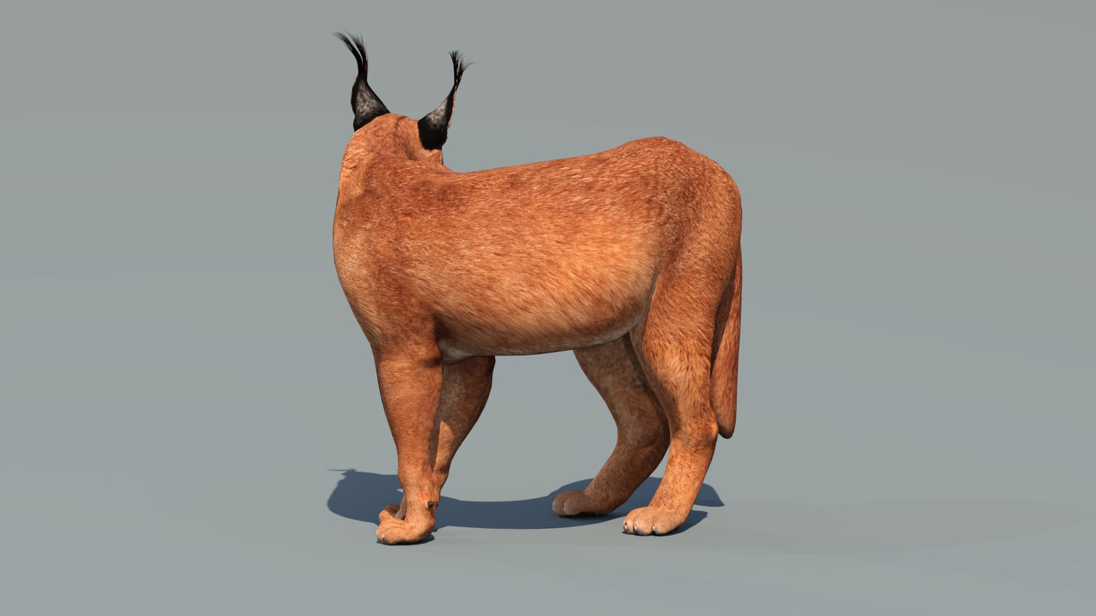 Caracal 3D Model Rigged 360° view 2 frame 32