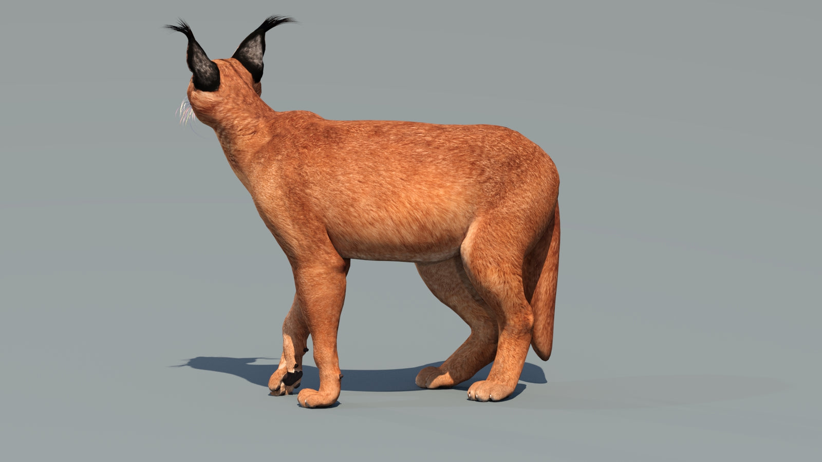 Caracal 3D Model Rigged 360° view 3 frame 32