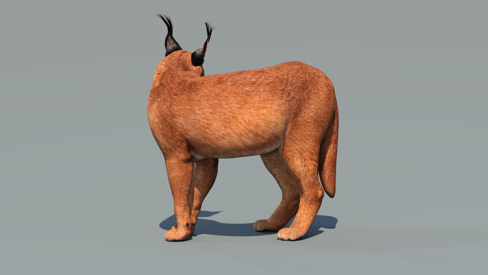 Caracal 3D Model Rigged 360° view 2 frame 33