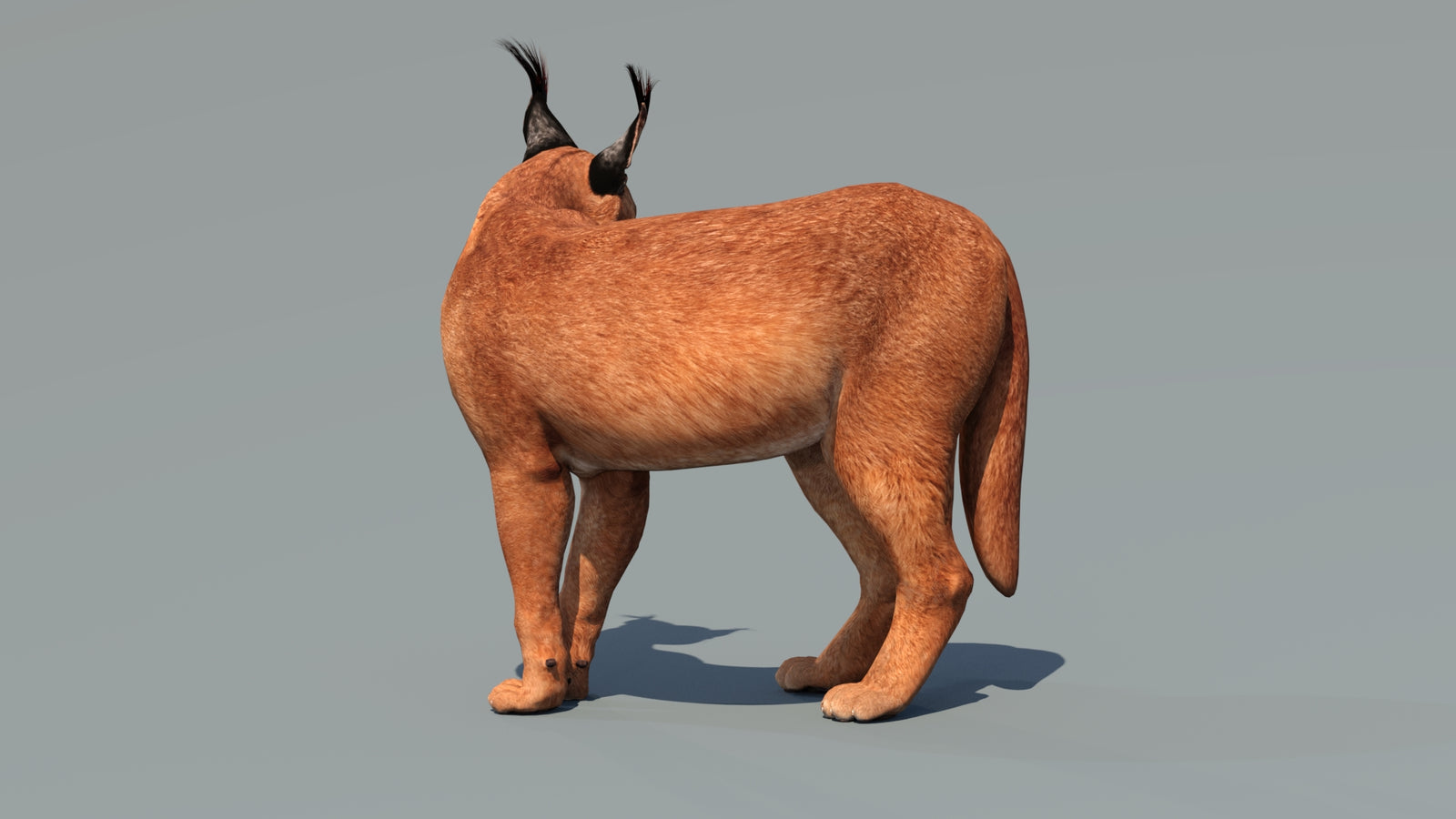 Caracal 3D Model Rigged 360° view 2 frame 34