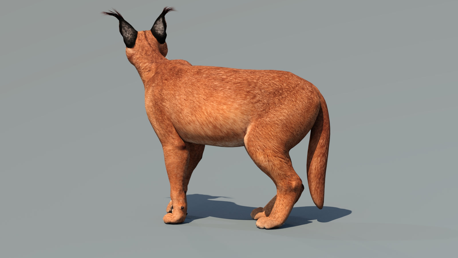 Caracal 3D Model Rigged 360° view 3 frame 35