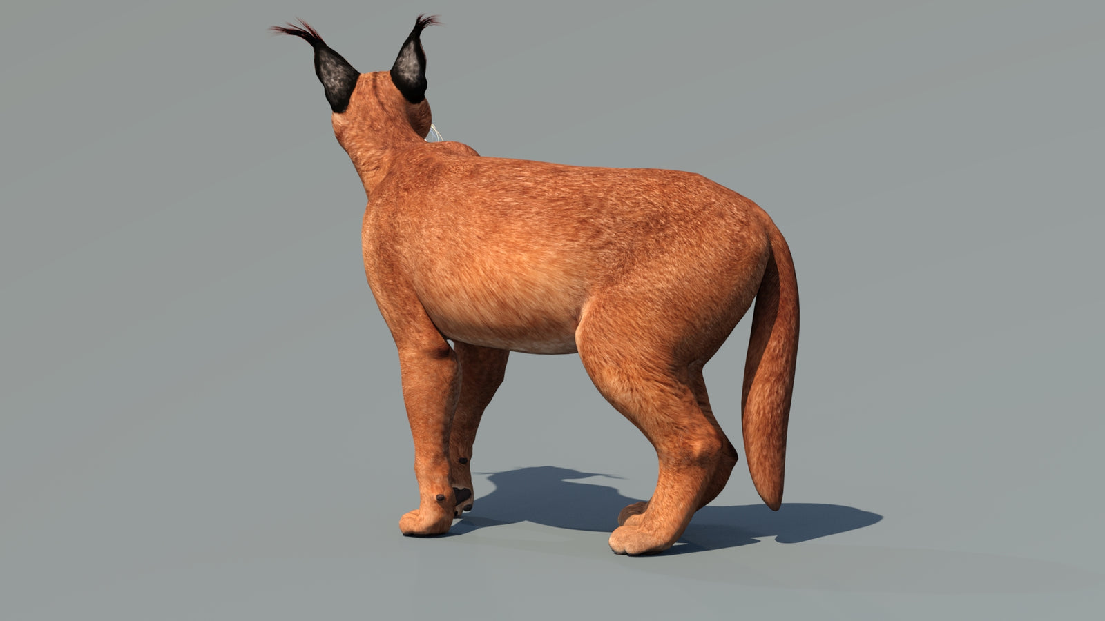 Caracal 3D Model Rigged 360° view 3 frame 36