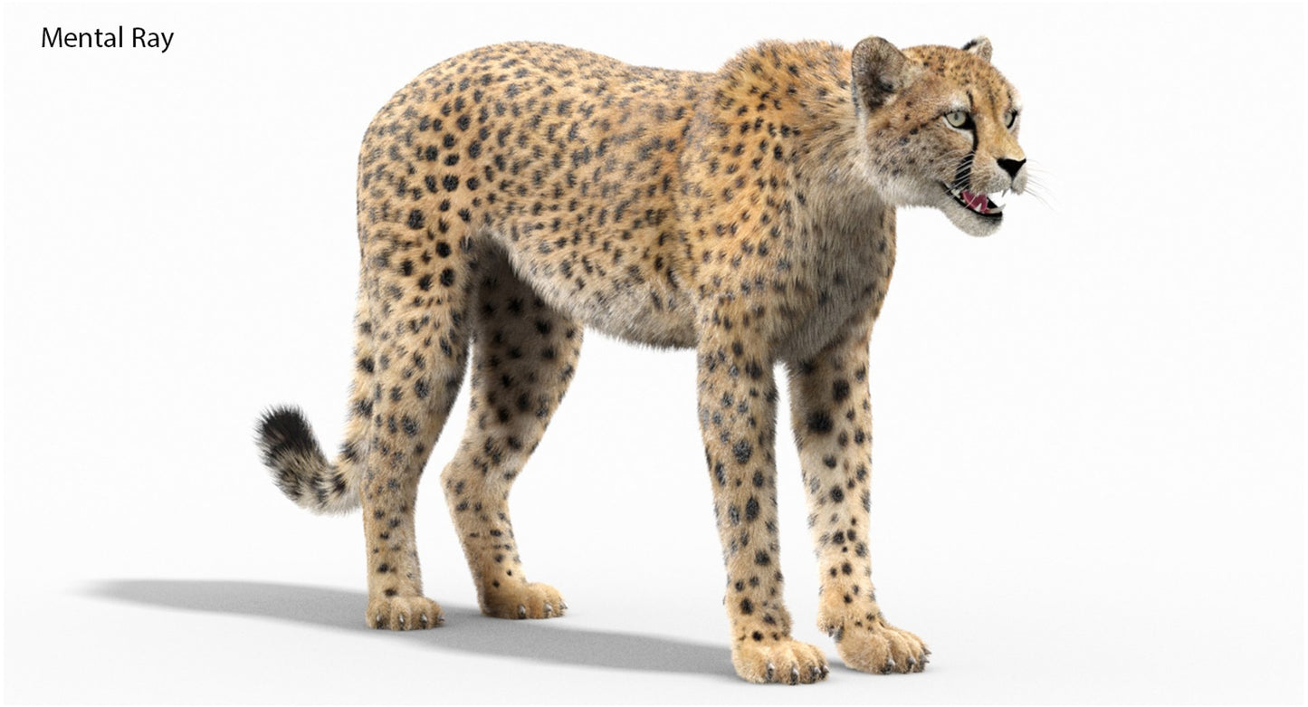 Cheetah 3D Model Fur