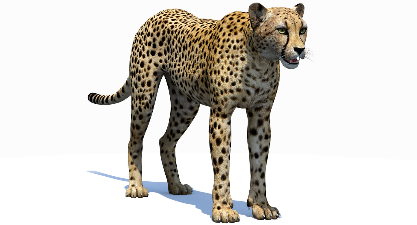 Realistic Cheetah 3D Model for Download