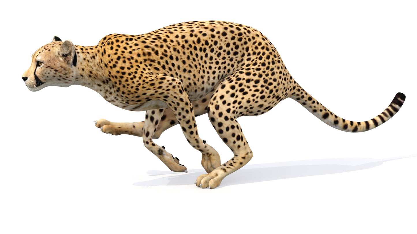 Animated Cheetah 3D Model