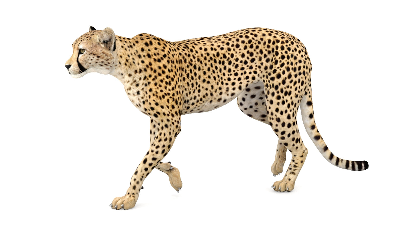 Animated Cheetah 3D Model
