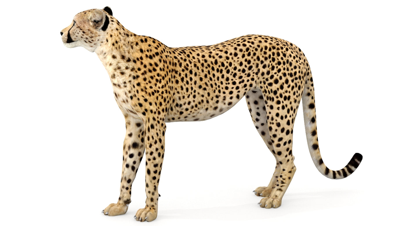 Animated Cheetah 3D Model