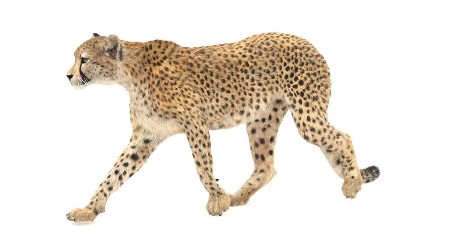 Animated Big Cats 3D Bundle — Lion, Tiger, Leopard & Cheetah