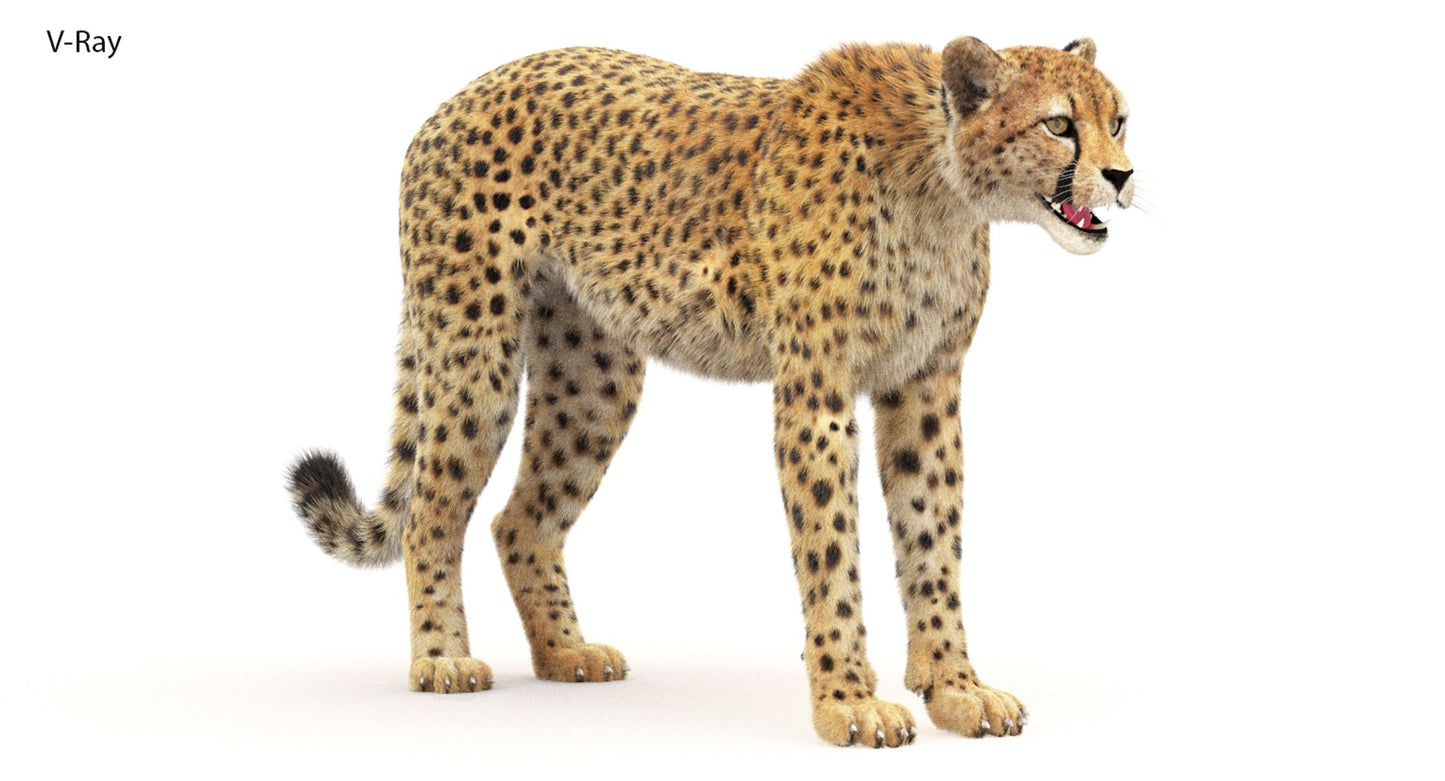 Cheetah 3D Model Fur