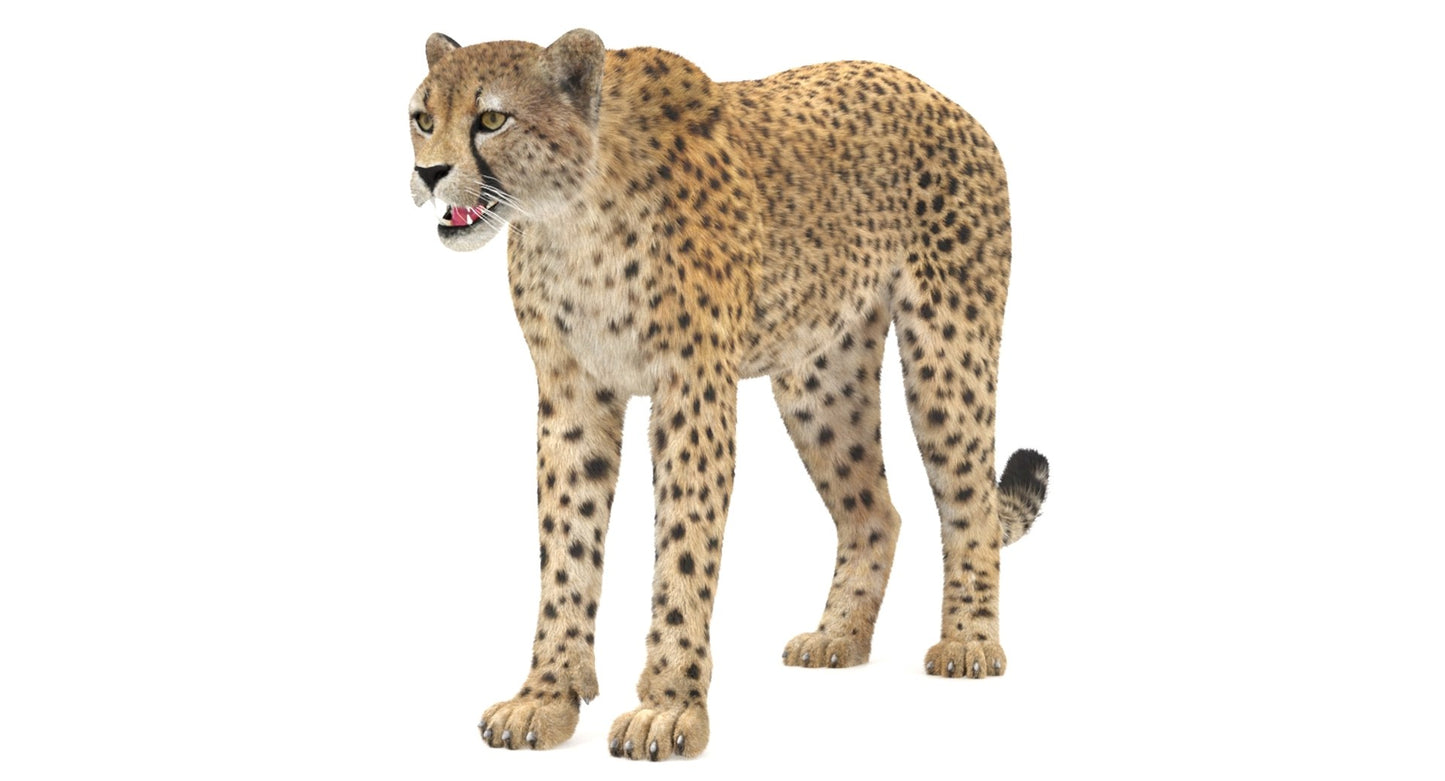 Cheetah 3D Model Fur