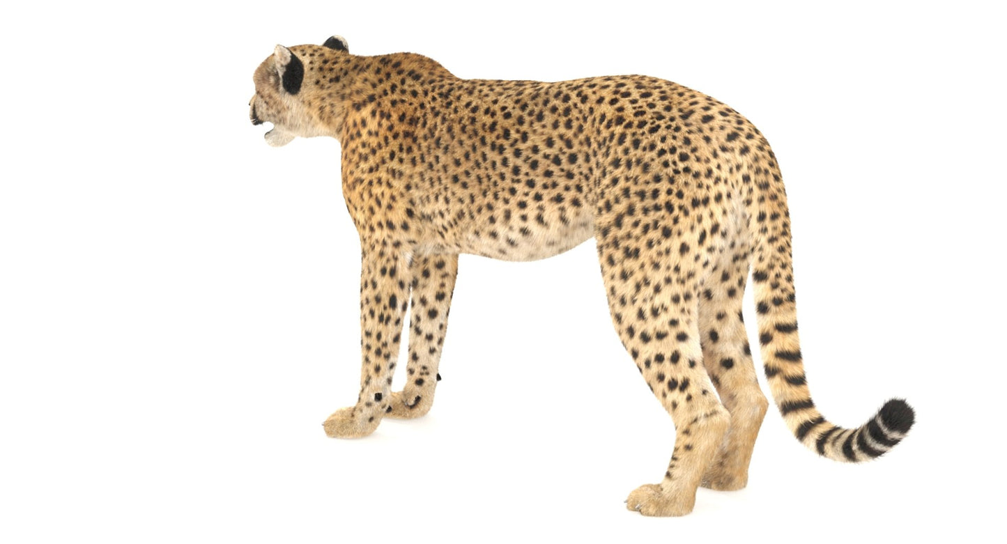 Cheetah 3D Model Fur
