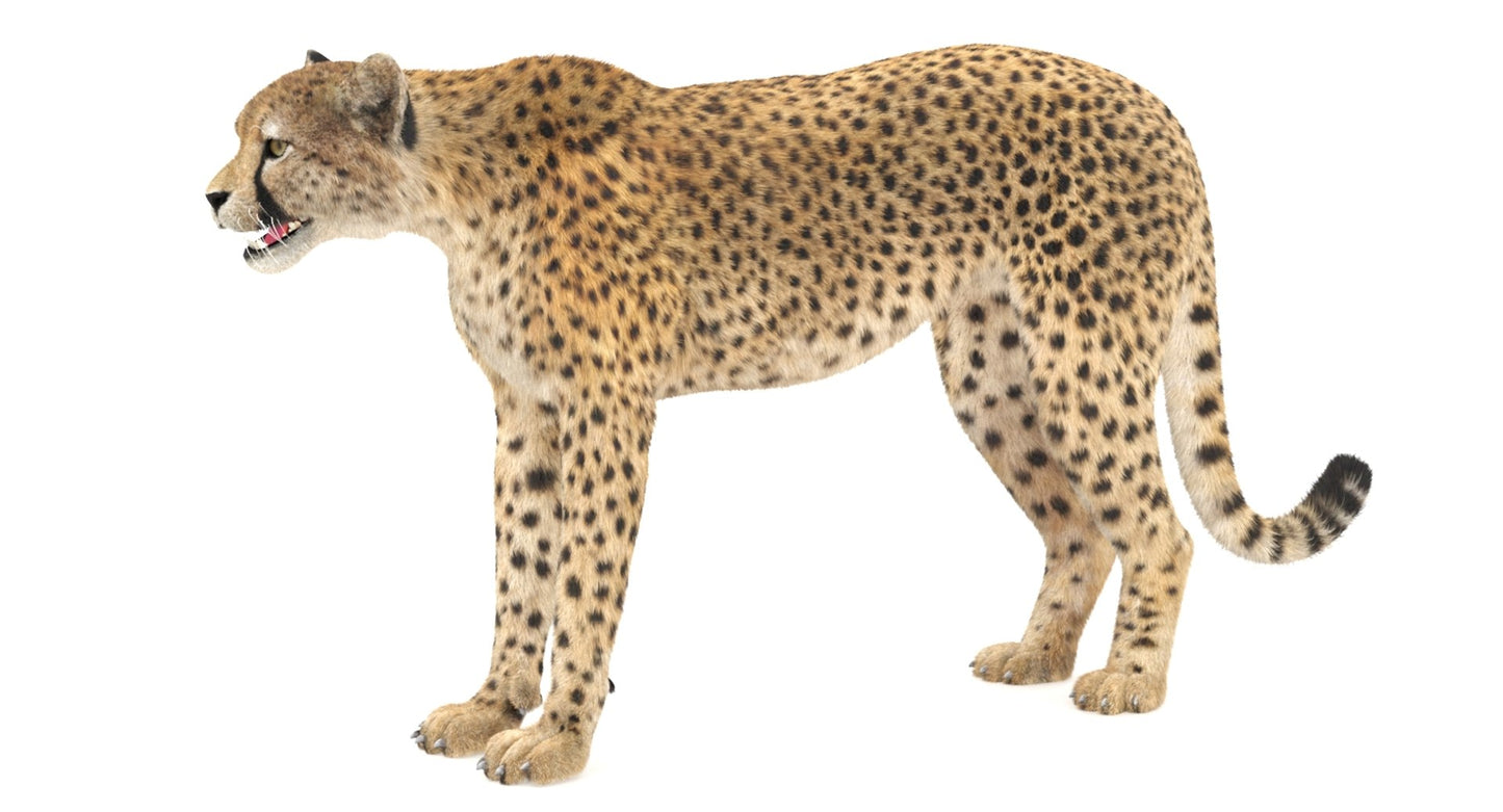 Cheetah 3D Model Fur