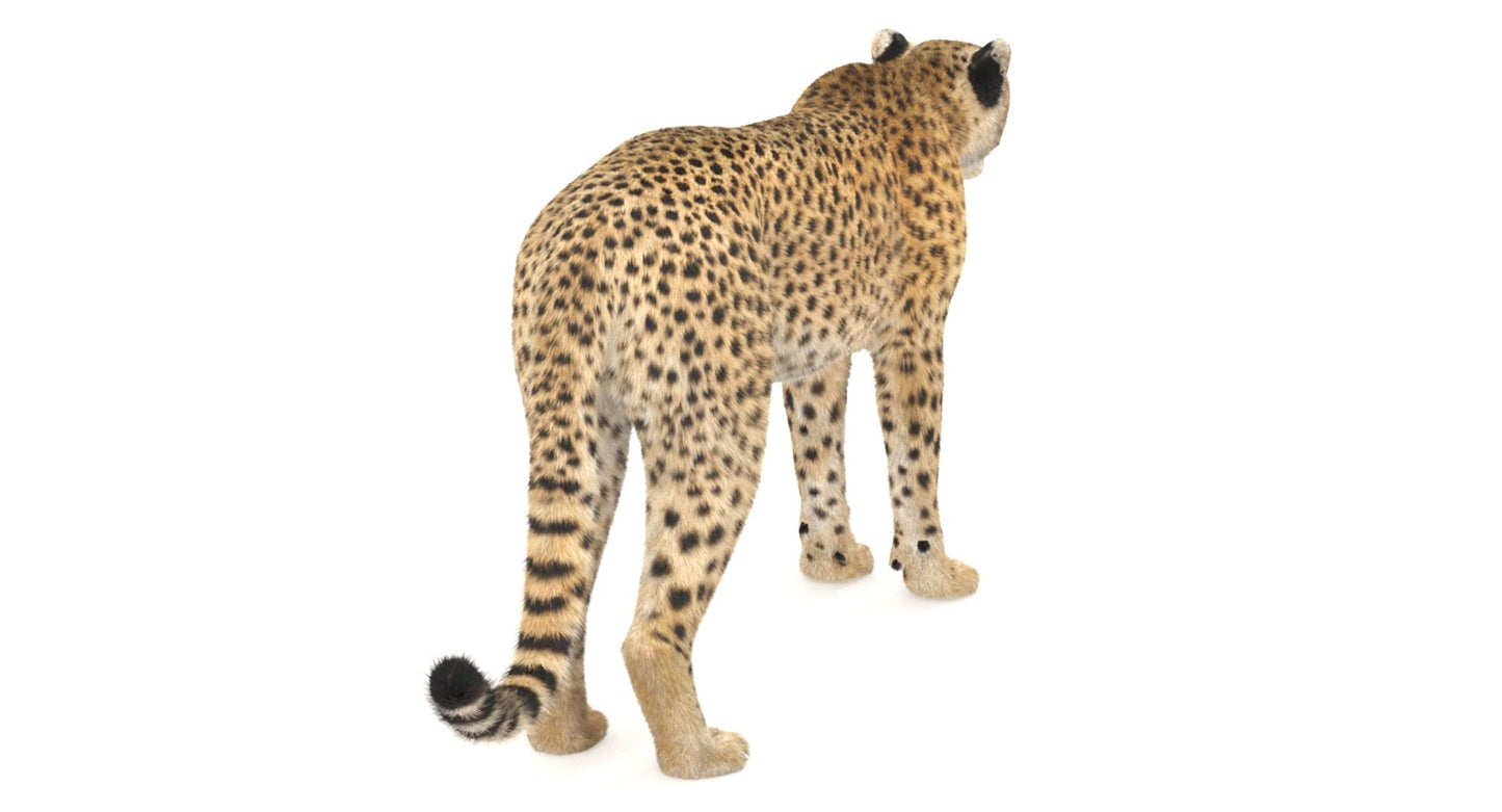 Cheetah 3D Model Fur