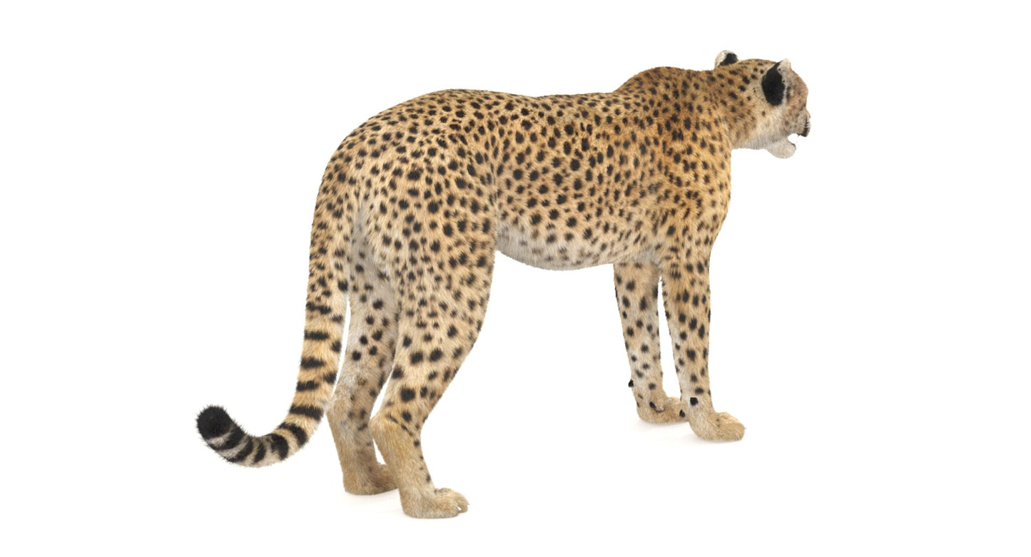 Cheetah 3D Model Fur