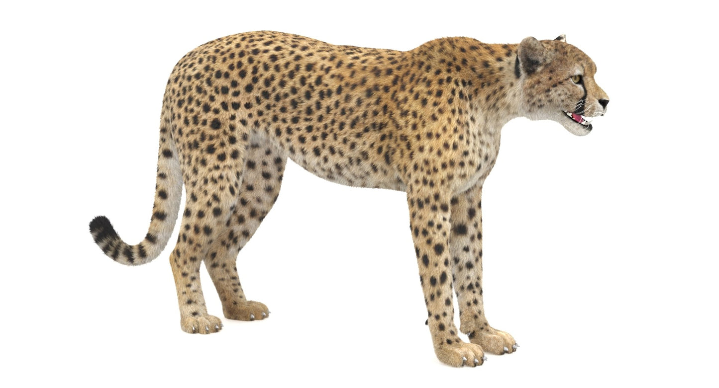 Cheetah 3D Model Fur