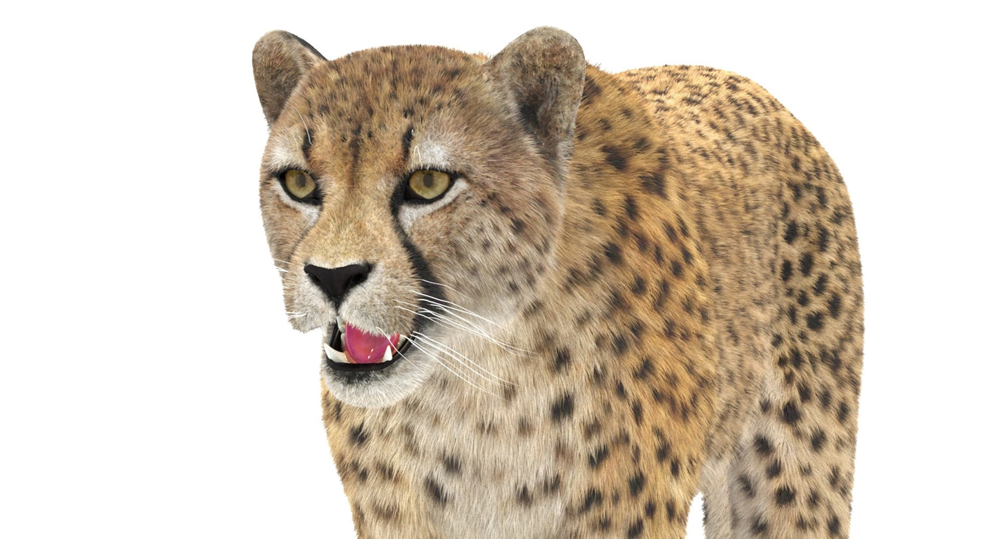 Cheetah 3D Model Fur