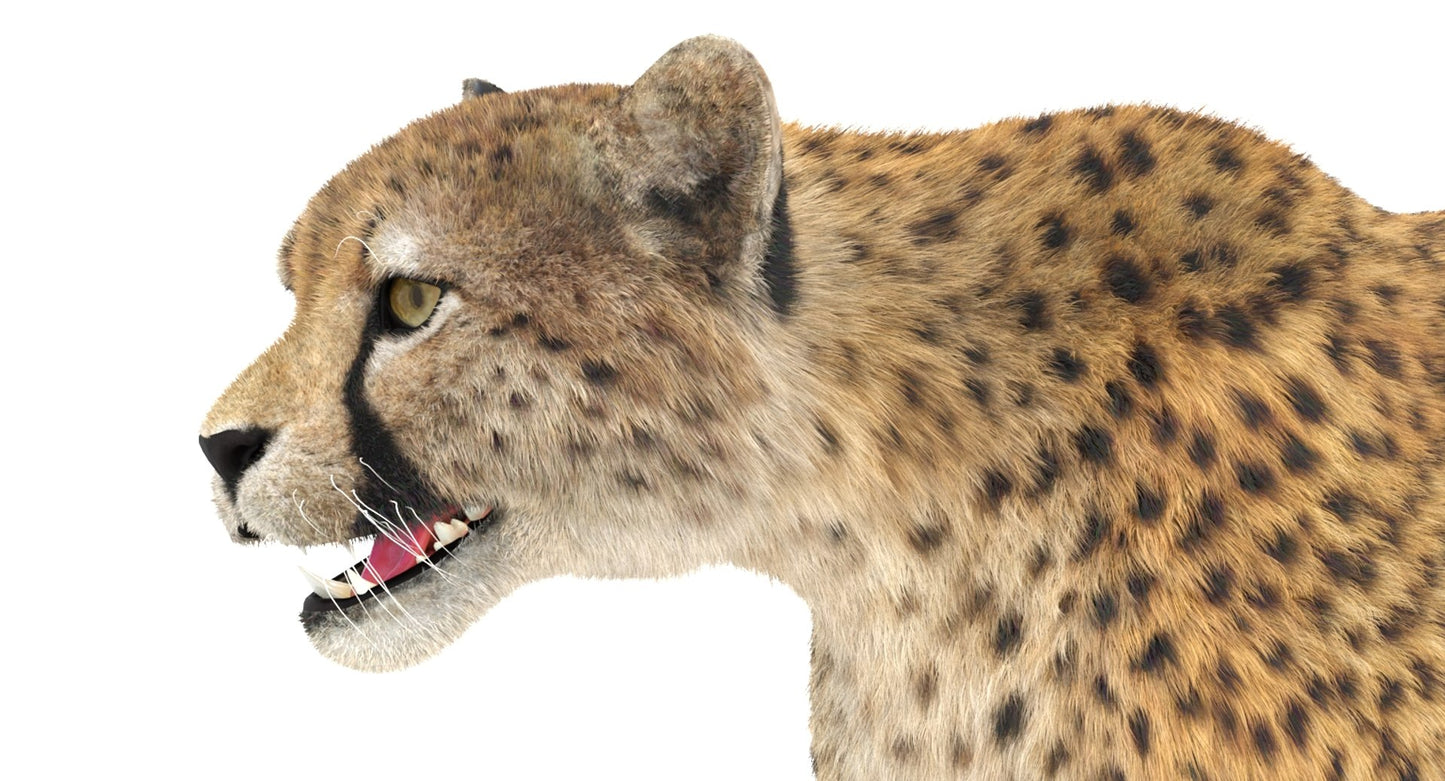 Cheetah 3D Model Fur