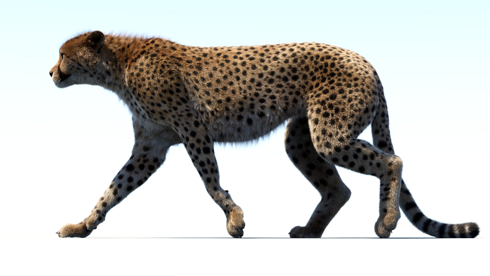 Animated Cheetah 3D Model Fur 360° view 3 frame 2