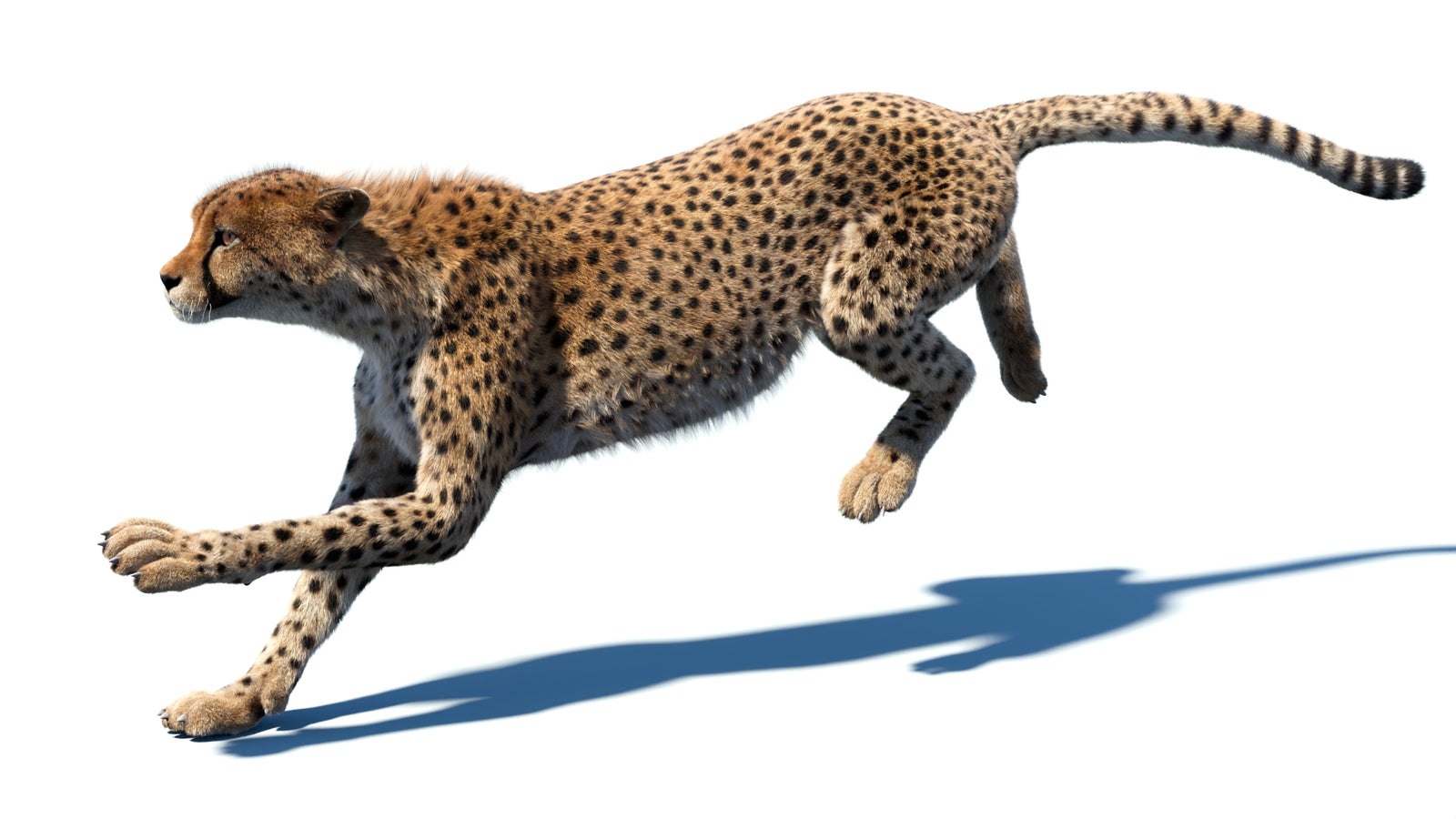 Animated Cheetah 3D Model Fur 360° view 5 frame 2