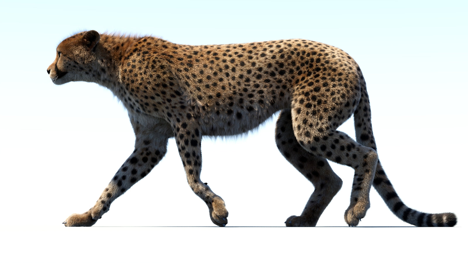 Animated Cheetah 3D Model Fur 360° view 3 frame 3