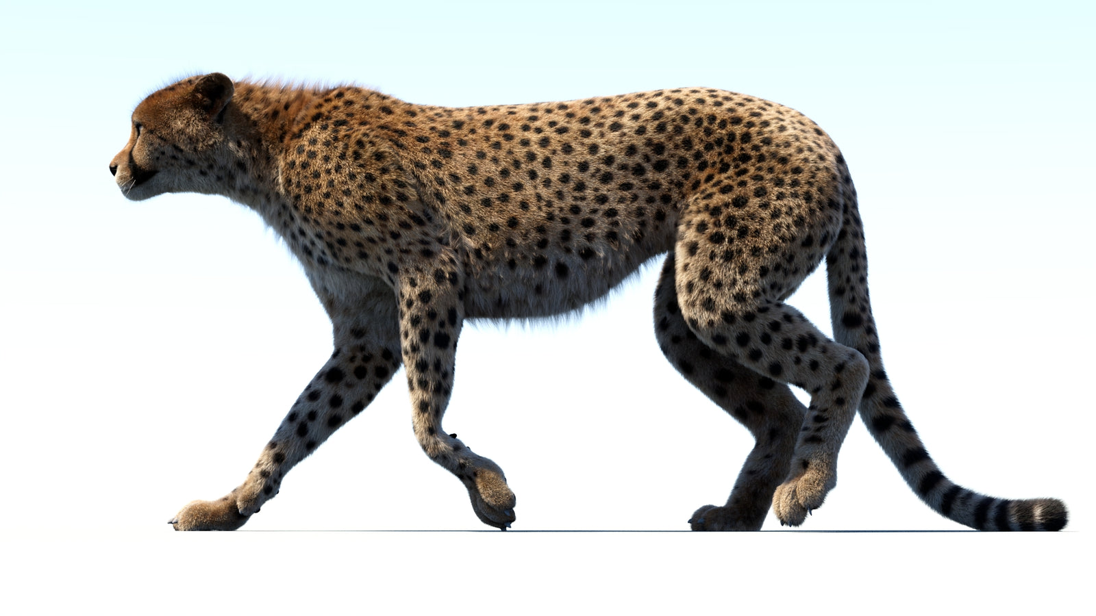 Animated Cheetah 3D Model Fur 360° view 3 frame 4