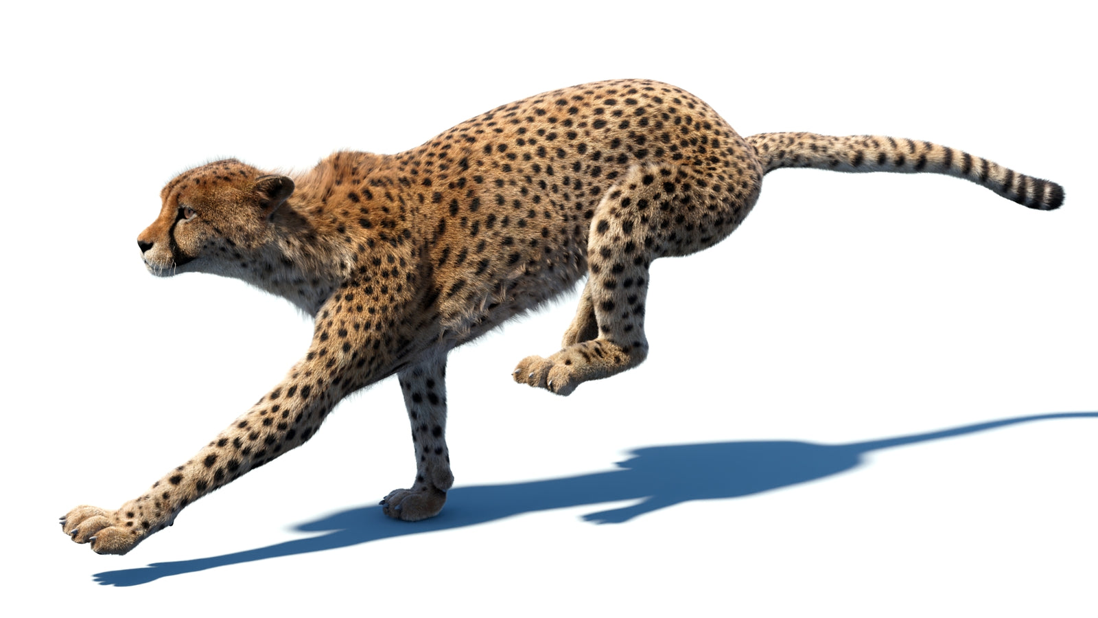 Animated Cheetah 3D Model Fur 360° view 5 frame 4