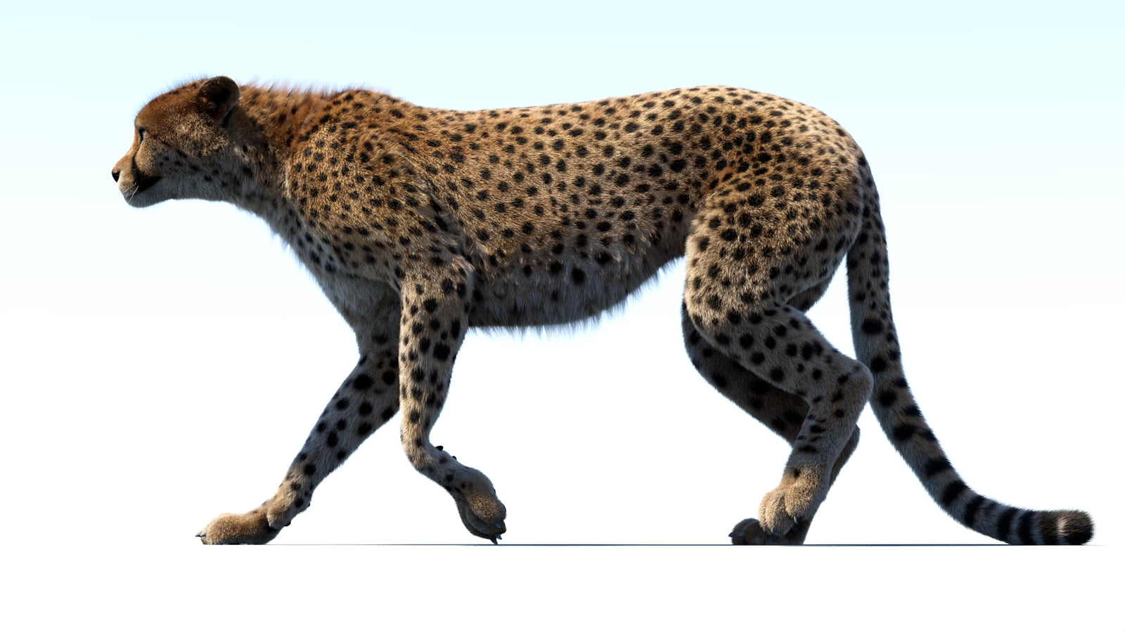 Animated Cheetah 3D Model Fur 360° view 3 frame 5