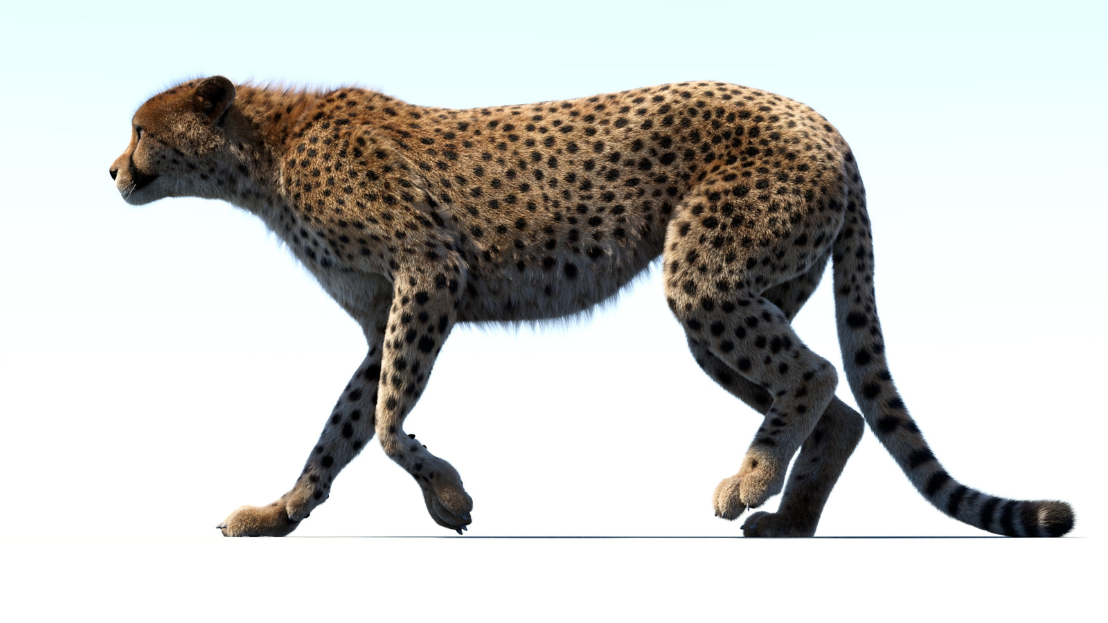 Animated Cheetah 3D Model Fur 360° view 3 frame 6