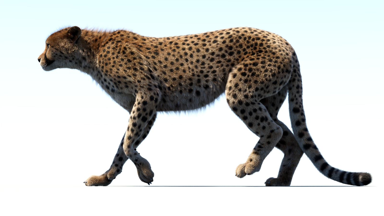 Animated Cheetah 3D Model Fur 360° view 3 frame 7
