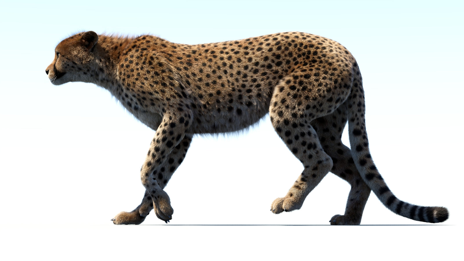 Animated Cheetah 3D Model Fur 360° view 3 frame 8