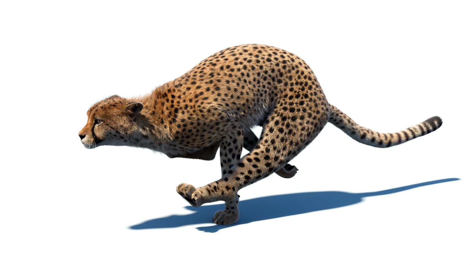 Animated Cheetah 3D Model Fur 360° view 5 frame 8