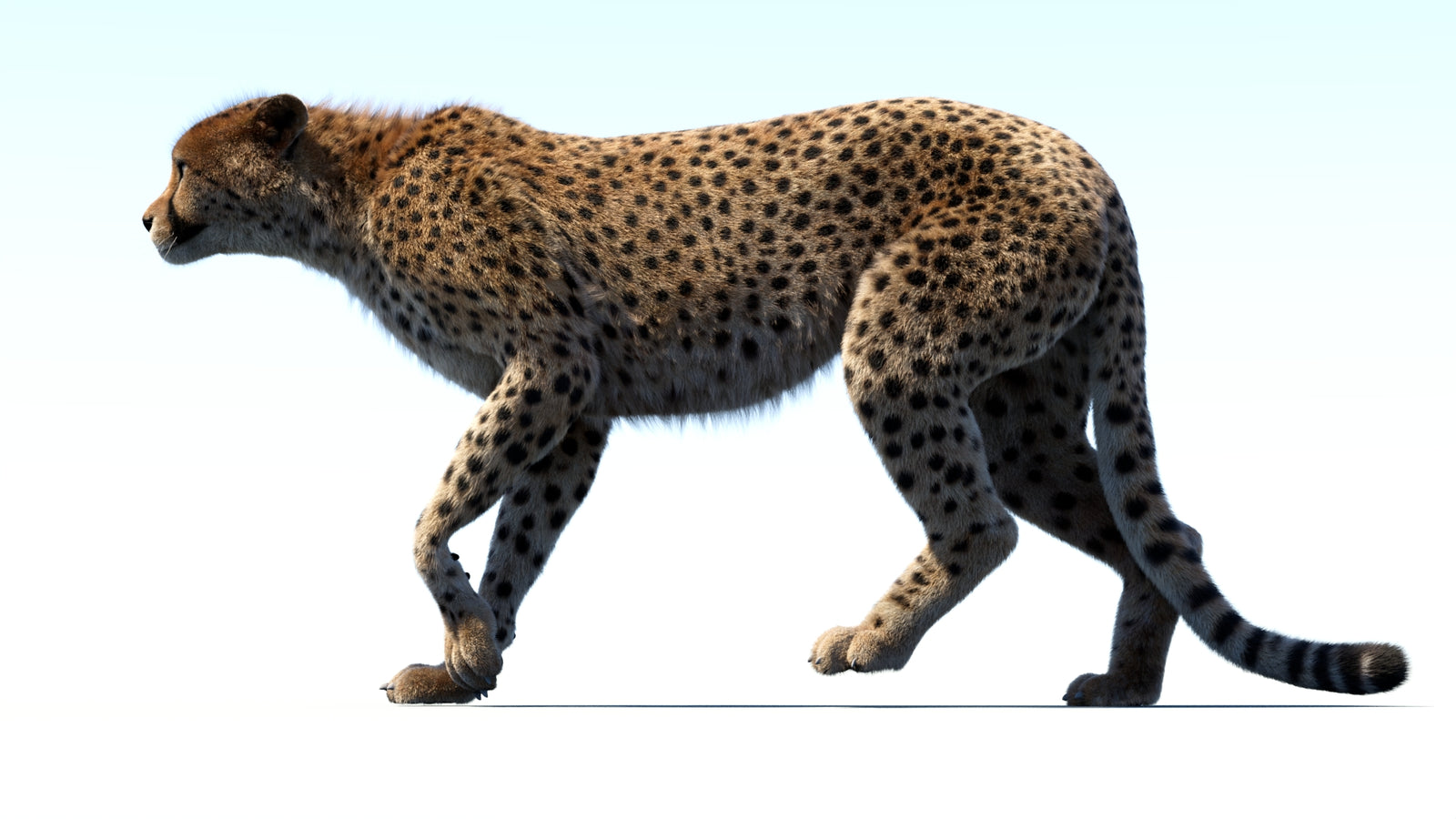 Animated Cheetah 3D Model Fur 360° view 3 frame 9