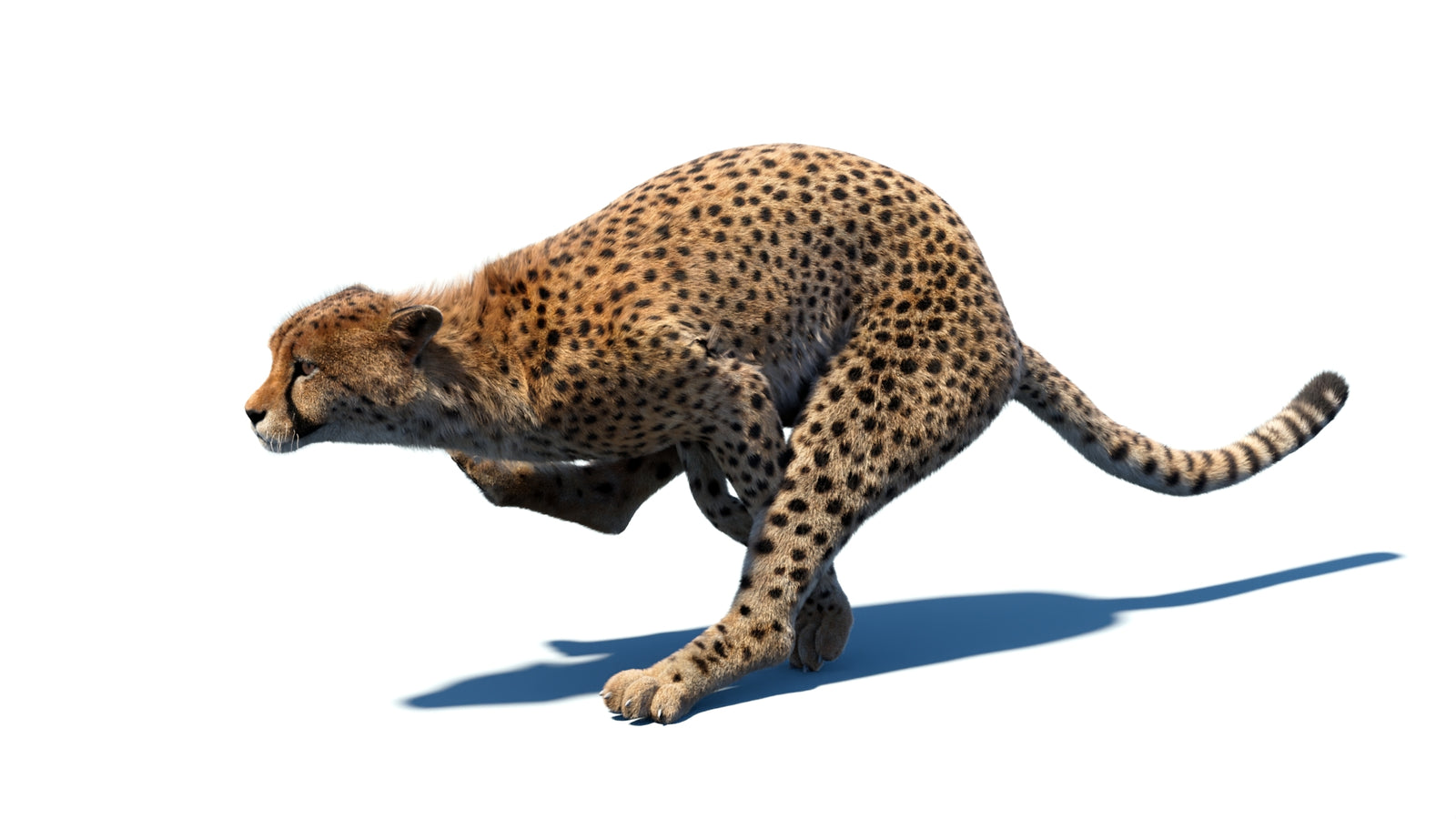Animated Cheetah 3D Model Fur 360° view 5 frame 9