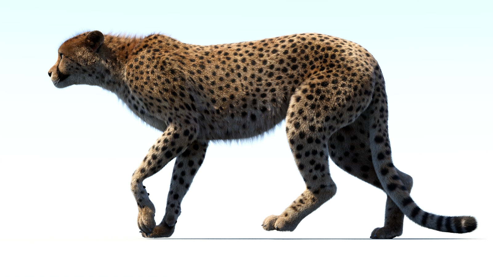 Animated Cheetah 3D Model Fur 360° view 3 frame 10