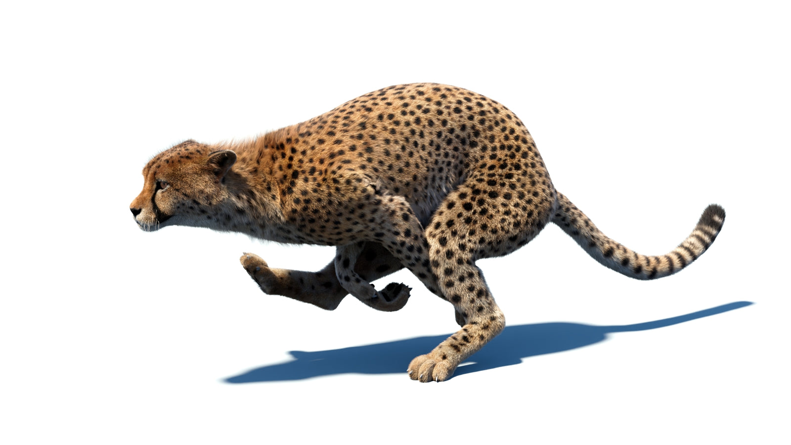 Animated Cheetah 3D Model Fur 360° view 5 frame 10