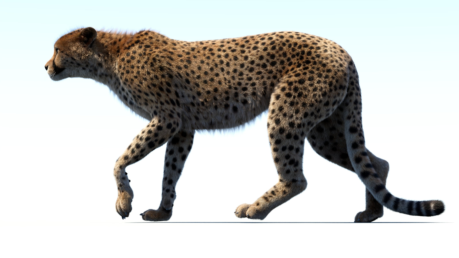 Animated Cheetah 3D Model Fur 360° view 3 frame 11