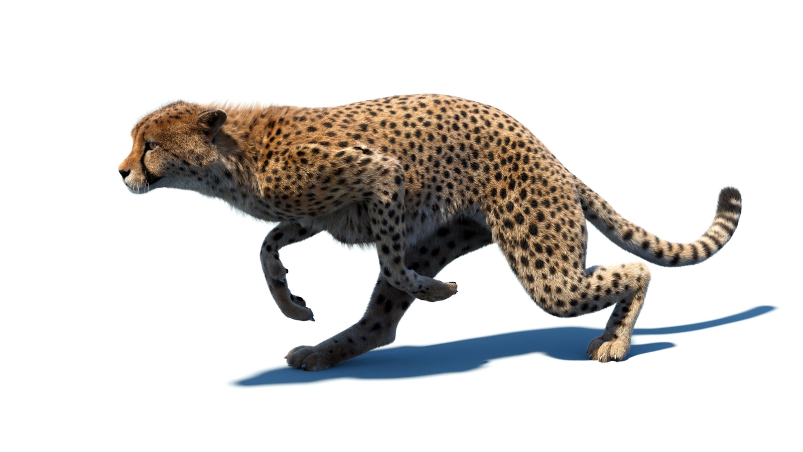 Animated Cheetah 3D Model Fur 360° view 5 frame 12