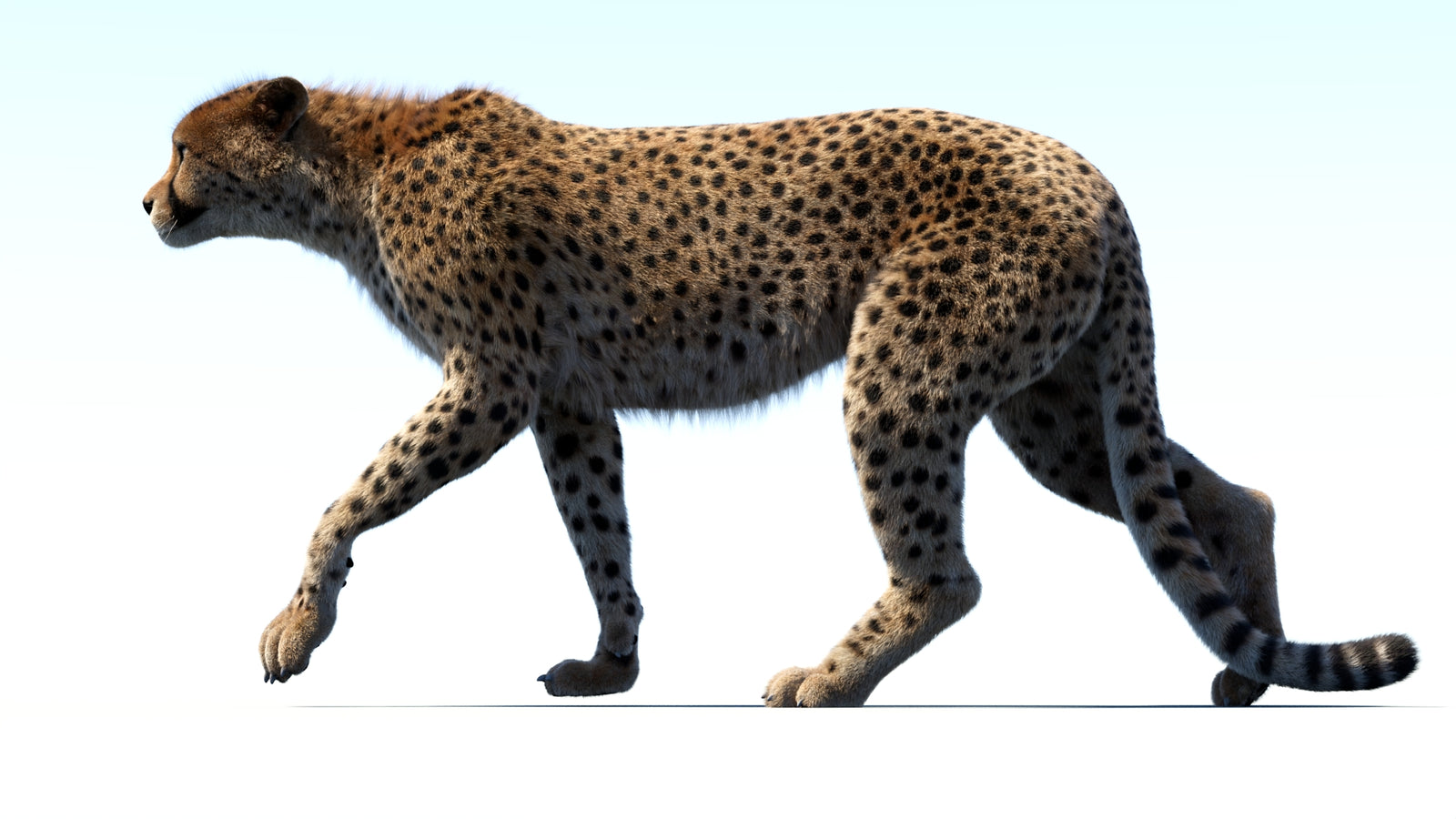 Animated Cheetah 3D Model Fur 360° view 3 frame 14