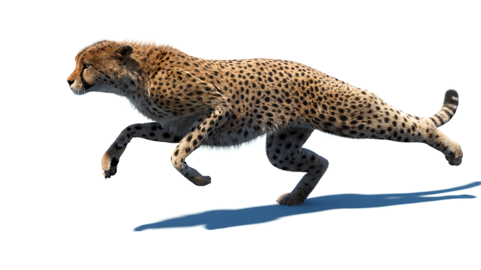 Animated Cheetah 3D Model Fur 360° view 5 frame 14