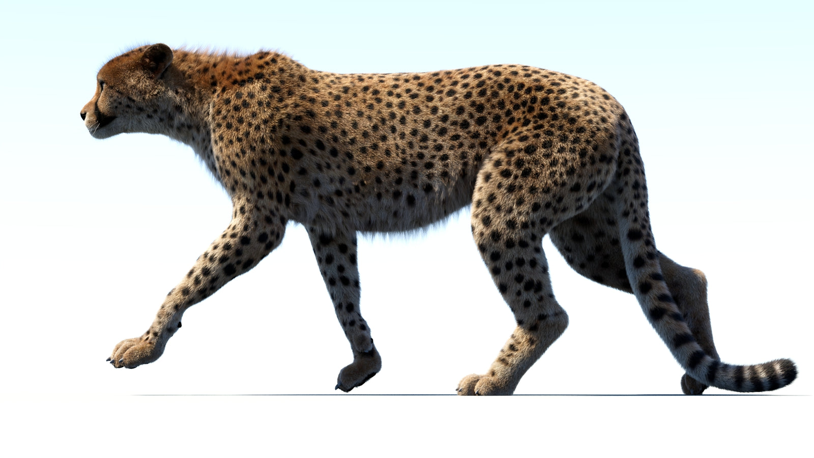 Animated Cheetah 3D Model Fur 360° view 3 frame 16