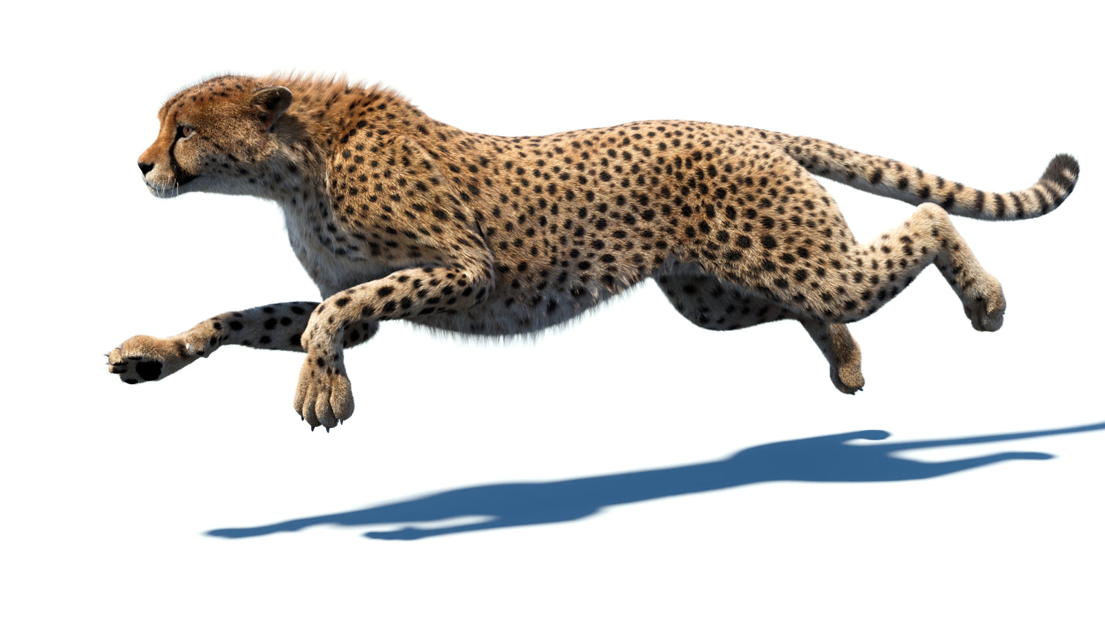 Animated Cheetah 3D Model Fur 360° view 5 frame 16