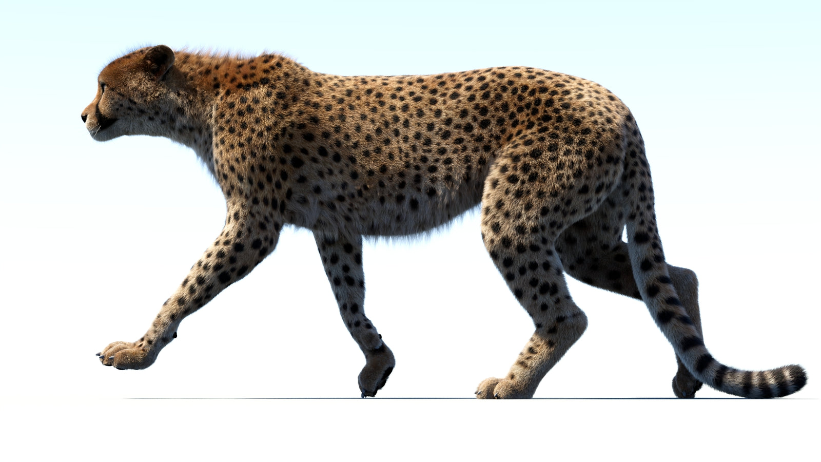 Animated Cheetah 3D Model Fur 360° view 3 frame 17